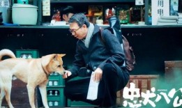 忠犬八公高清在线观看,永恒的忠诚，感人至深的生命故事