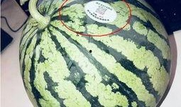 汽车网红吃瓜,揭秘行业背后的那些事