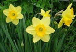 水仙花爆料视频大全集,揭秘幕后故事与精彩瞬间