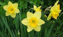 水仙花爆料视频大全集,揭秘幕后故事与精彩瞬间