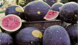 网红黑料一手吃瓜,一手吃瓜，带你领略网络舆论风云