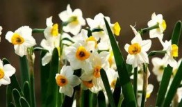 水仙花爆料视频大全集,揭秘幕后故事与精彩瞬间