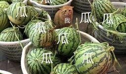 娱乐吃瓜壁纸,揭秘明星幕后故事，带你领略娱乐圈风云变幻