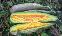 网红yvonne吃瓜,一场吃瓜盛宴背后的故事