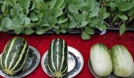 娱乐吃瓜壁纸,揭秘明星幕后故事，带你领略娱乐圈风云变幻